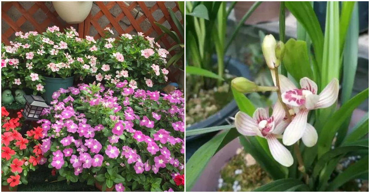 Chọn trồng 4 loại hoa này trên ban công, vừa đẹp, tươi lâu và dễ chịu