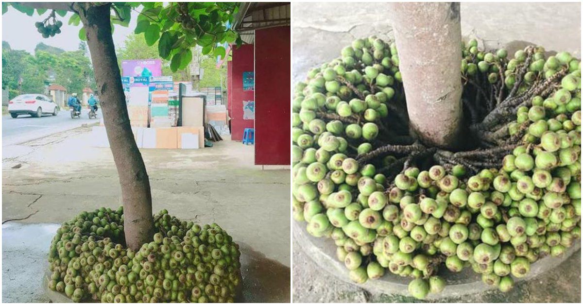 "Cây thần" cả xóm ăn không hết, tưởng là cây sung nhưng khi biết sự thật ai cũng ngã ngửa