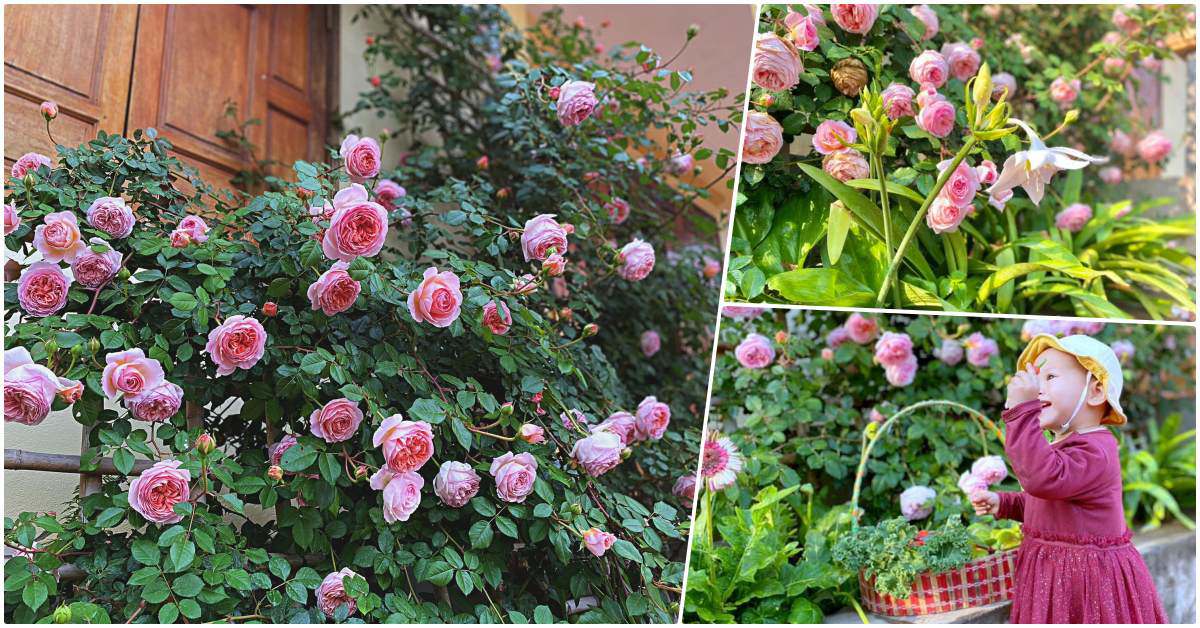 Mẹ Quảng Ninh trồng hoa hồng nở rộ như trời Tây, chi phí ban đầu chỉ 180 nghìn