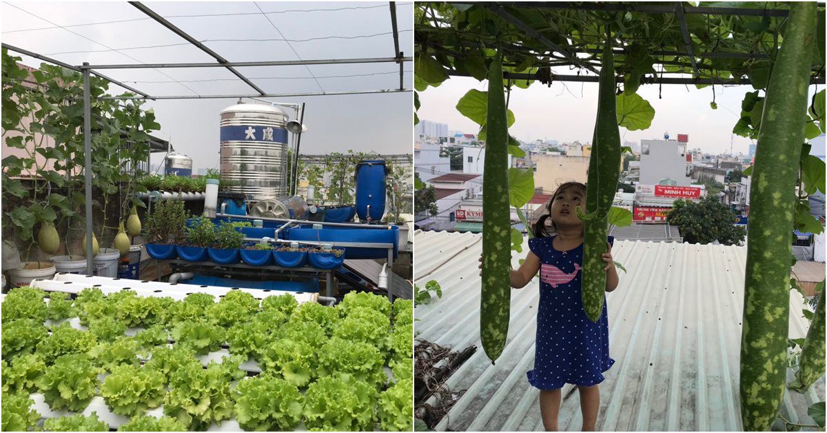 Bố Sài Gòn tận dụng nóc phòng thờ trồng rau, làm vườn sân thượng 52m2 cả nhà ăn không xuể