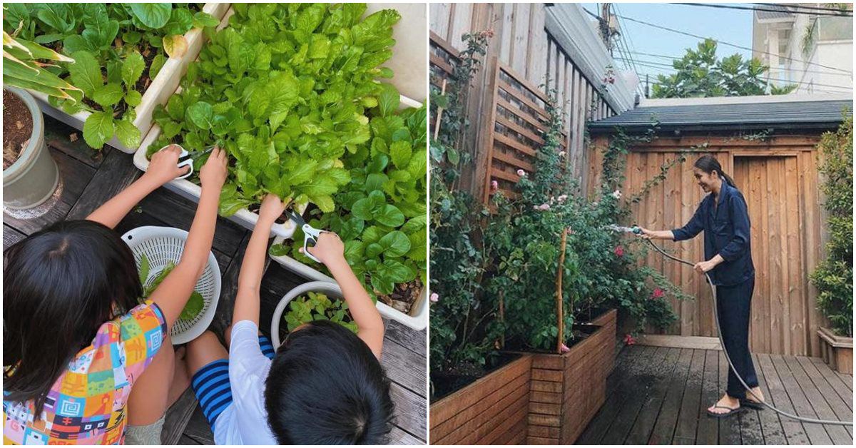 Tăng Thanh Hà trồng rau xanh trong biệt thự, 2 nhóc tỳ hào hứng phụ mẹ thu hoạch