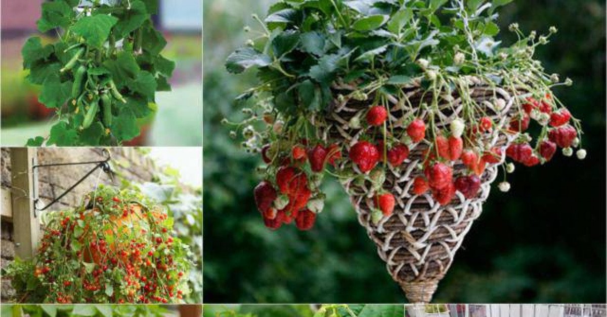 7 loại trái cây và rau mà nông dân phố có thể trồng trong giỏ treo