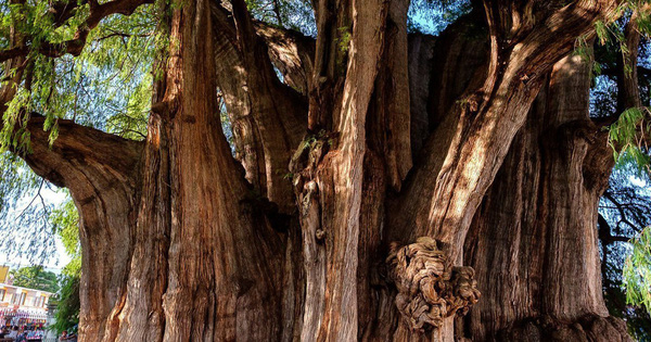 5 "siêu cây" lớn nhất Trái Đất: Một cây nặng 2.800 tấn, cây còn lại chiếm 8 mẫu Anh
