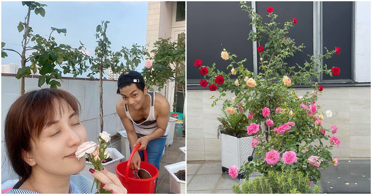 Khánh Thi khoe vườn hồng trăm triệu Phan Hiển trồng tặng vợ, sau 5 tháng nhìn khác hẳn