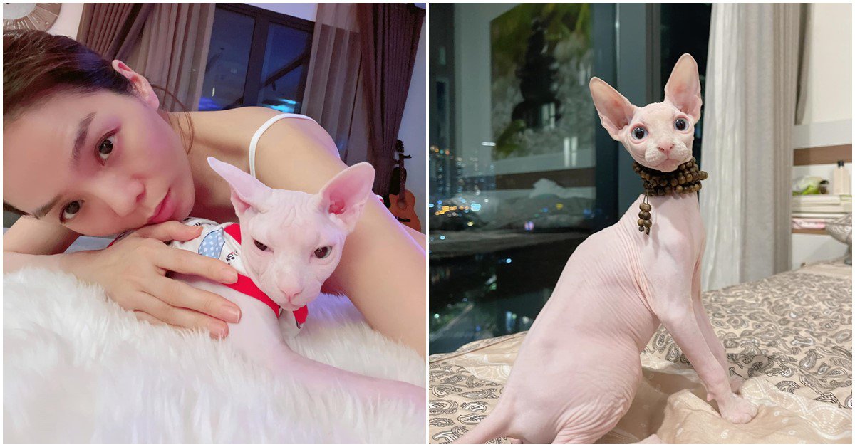 Lệ Quyên chụp ảnh cùng mèo cưng không lông, nhiều người chê xấu nhưng đắt nhất thế giới