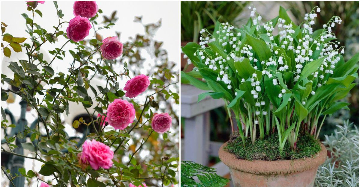 4 loại hoa có mùi thơm nhất, đặt một chậu ở ban công nhà sẽ tỏa hương thoang thoảng