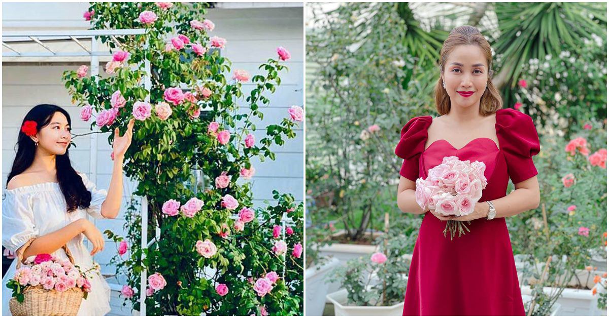 Ốc Thanh Vân, Dương Mỹ Linh và sao Việt thích trồng hoa hồng đắt giá, thơm nức vườn