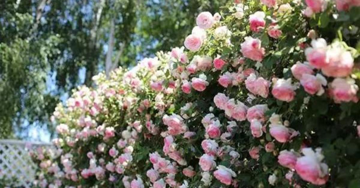 Đừng bỏ lỡ 3 loại "hoa leo tường" chịu hạn cực tốt, nở trên diện rộng, sống được lâu năm