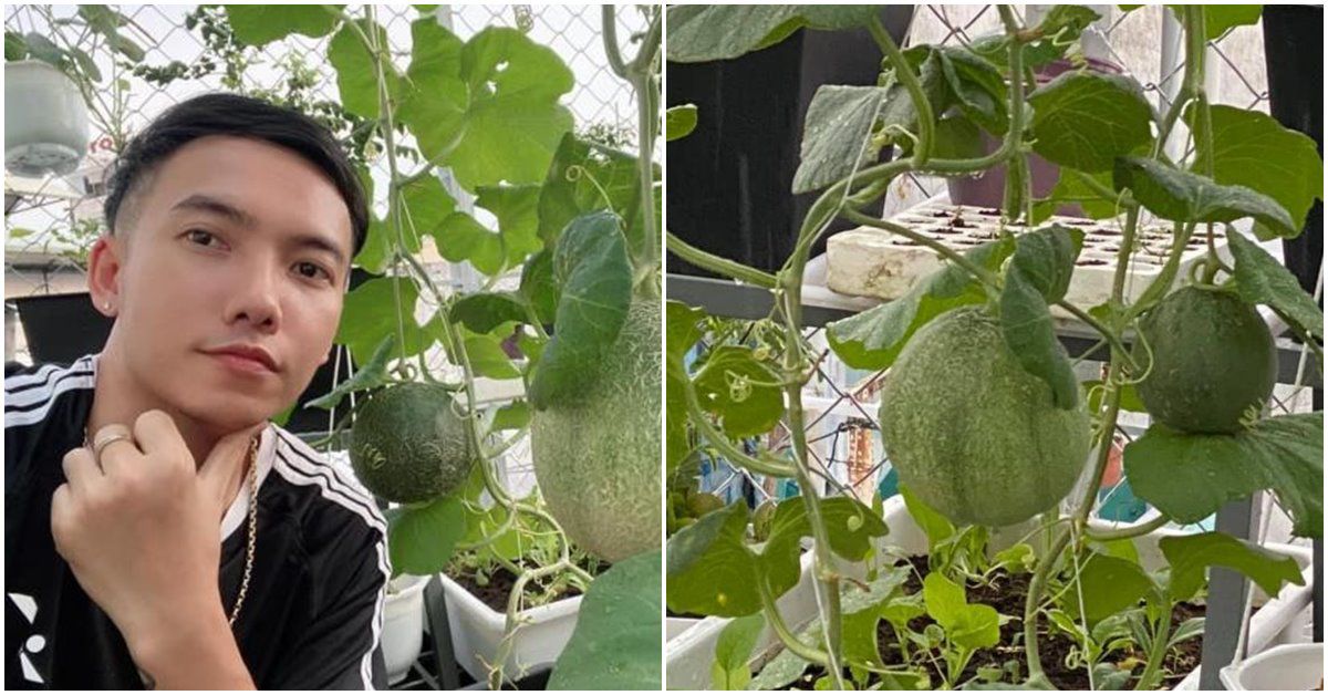 Nhà Celeb: Ca sĩ Phạm Trưởng tốn 100 triệu làm vườn, tự thu hoạch không phải đi mua