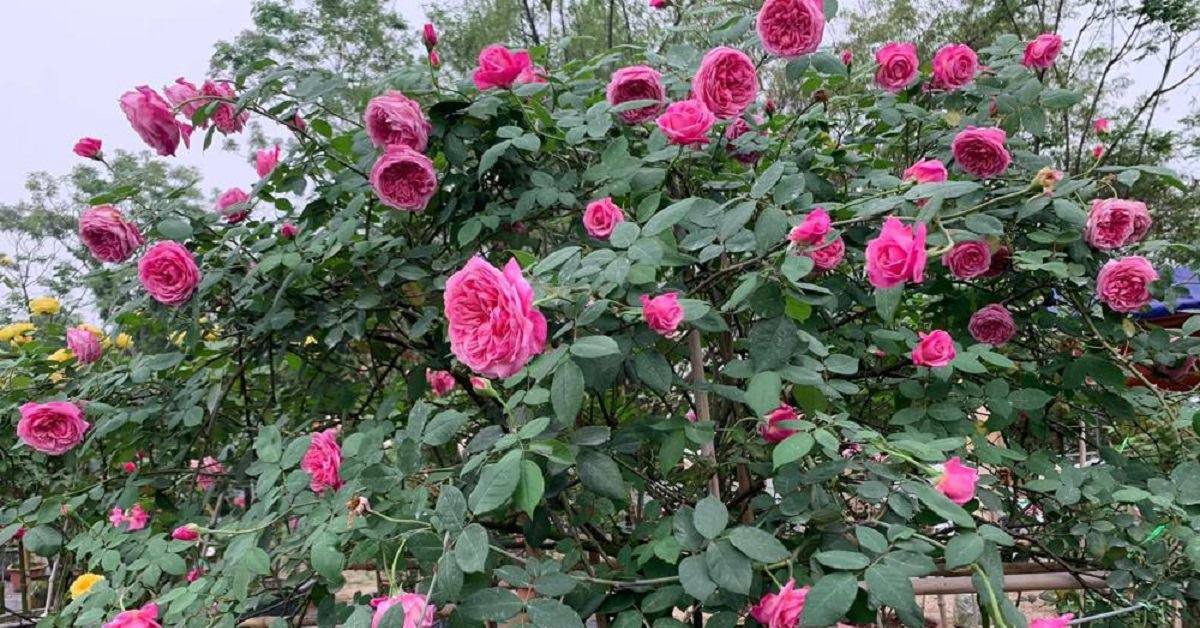 Cách trồng hoa hồng cổ Sapa cho hoa nở căng to như bát cơm, rực rỡ góc vườn