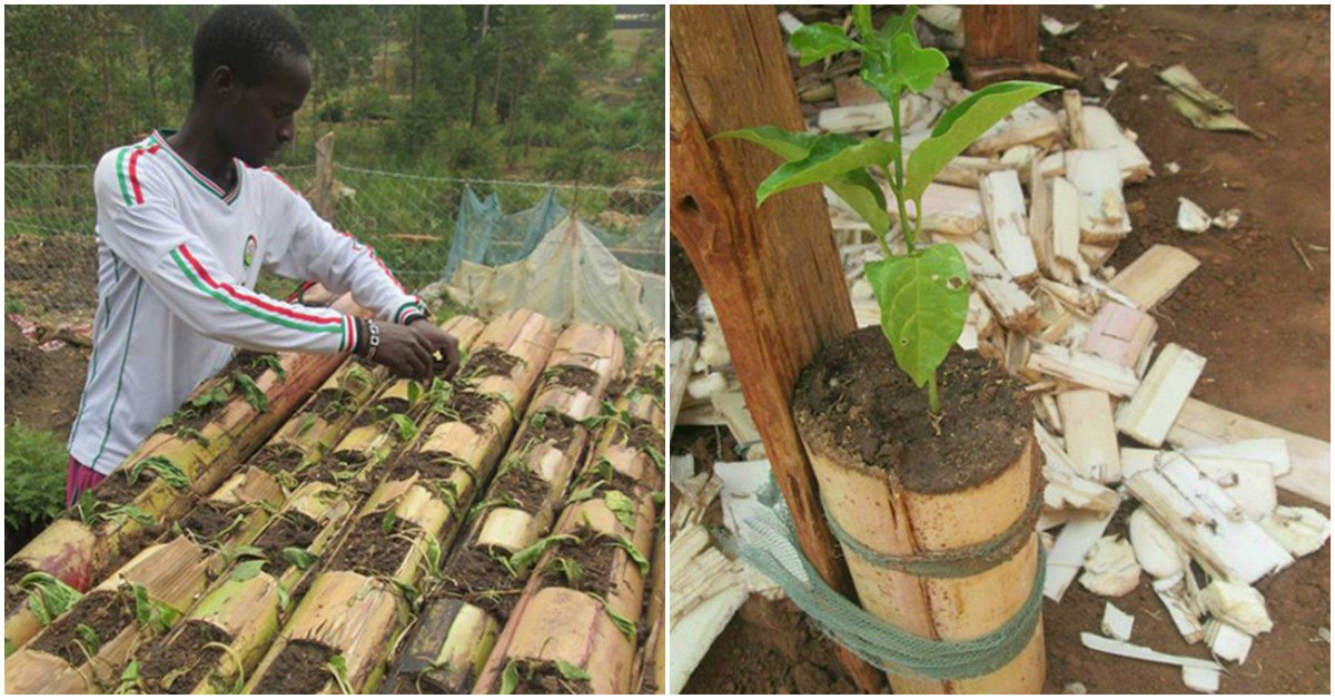 Học người nước ngoài trồng rau trên thân chuối, tiết kiệm diện tích, rau lớn ầm ầm