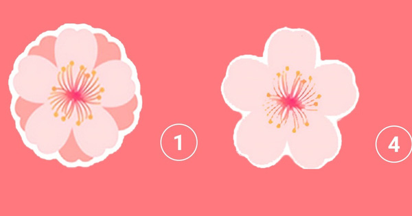 20⁄10 chọn một bông hoa để biết đâu là "vũ khí" chinh phục trái tim crush của bạn
