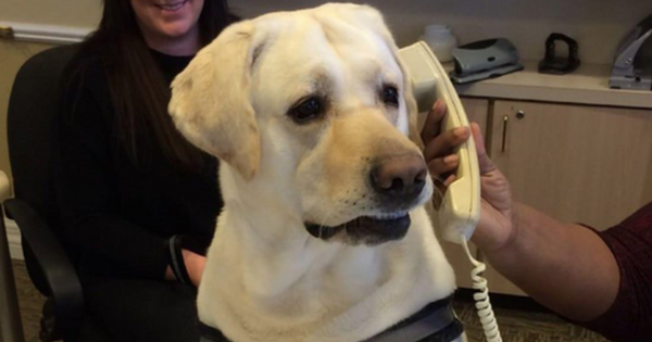 Đây là chiếc "điện thoại" dành cho chó, giúp chúng tự gọi video call với chủ