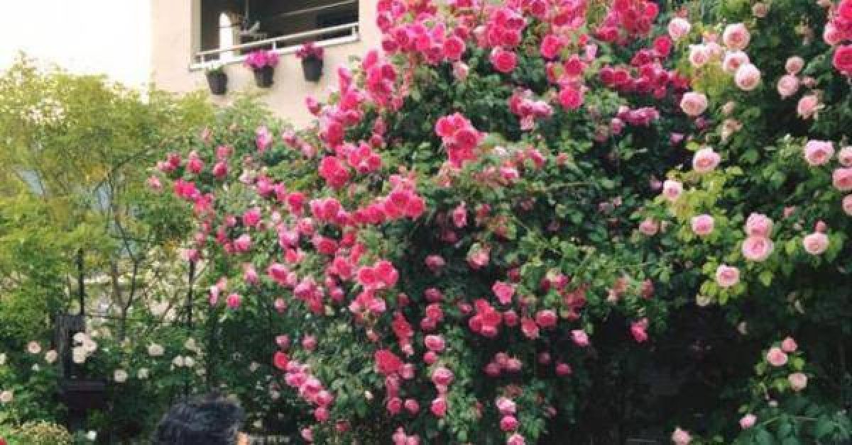 Say đắm ngắm vườn hồng đẹp tựa chốn thần tiên của người đàn ông Việt ở Nhật