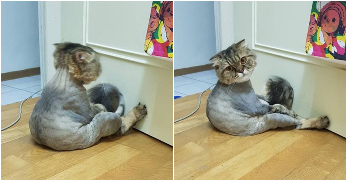 Chú mèo úp mặt vào tường, sang chấn tâm lý trầm trọng vì bị cạo trụi lông