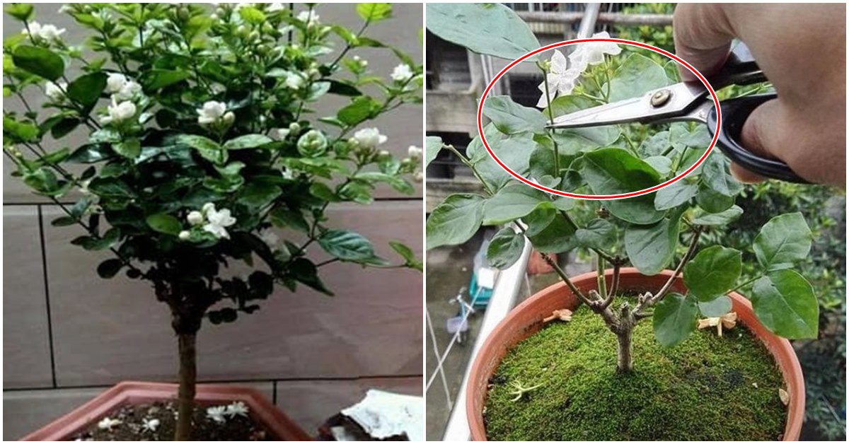 Kỹ thuật cắt tỉa, chăm sóc hoa nhài để cây phát triển tốt, một năm có thể nở 5 lần