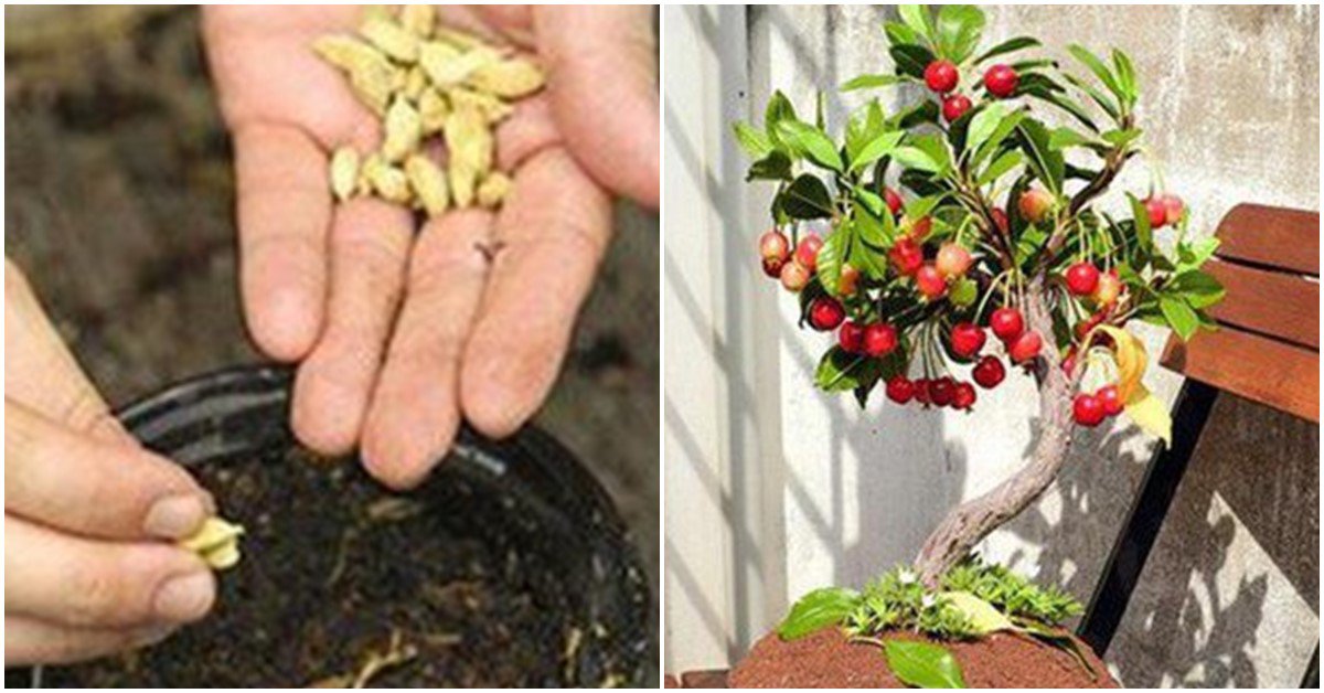 5 loại cây trồng "vĩnh cửu", ăn xong vứt hạt xuống lớn vù vù, vài năm sau ra quả