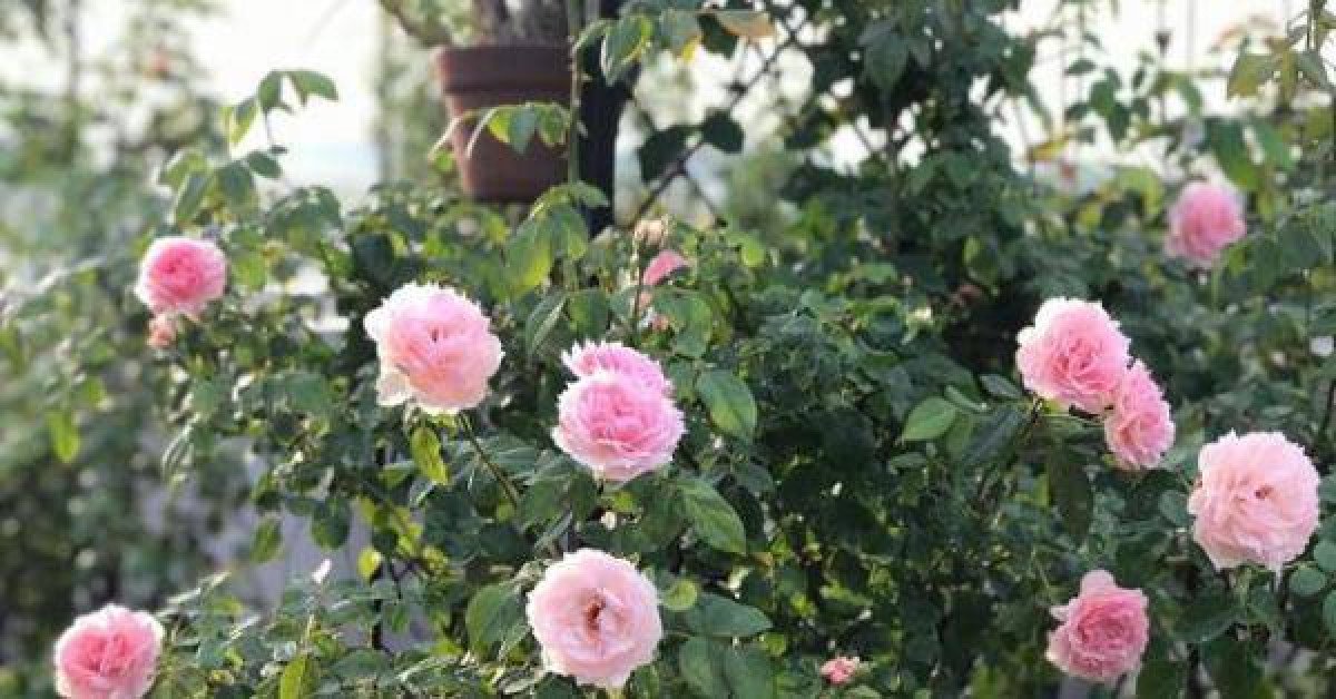 Lạc chốn bồng lai với vườn hồng trên mây nhà cô giáo dạy Văn ở Nha Trang
